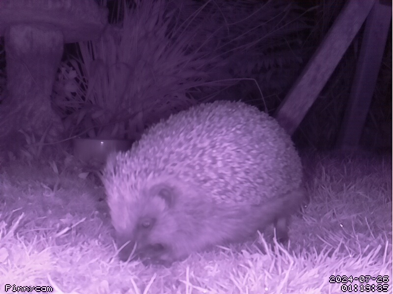 A hedgehog photographed by an infrared camera